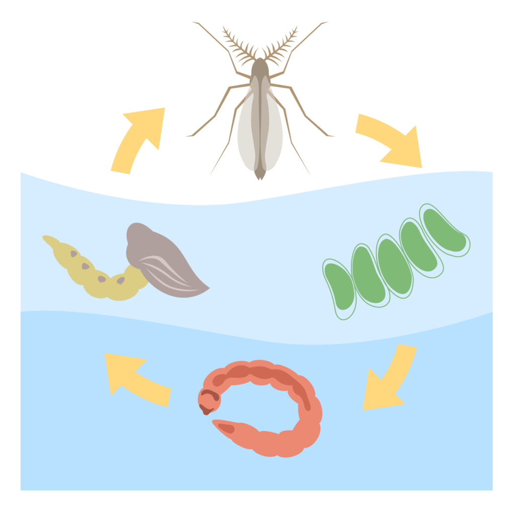 ユスリカ
