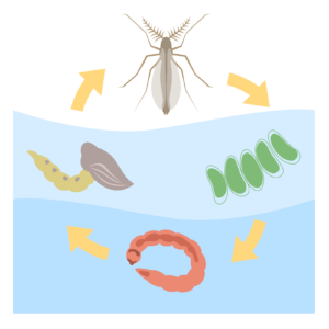 ② 赤い細長い虫(ユスリカ、アカムシ)