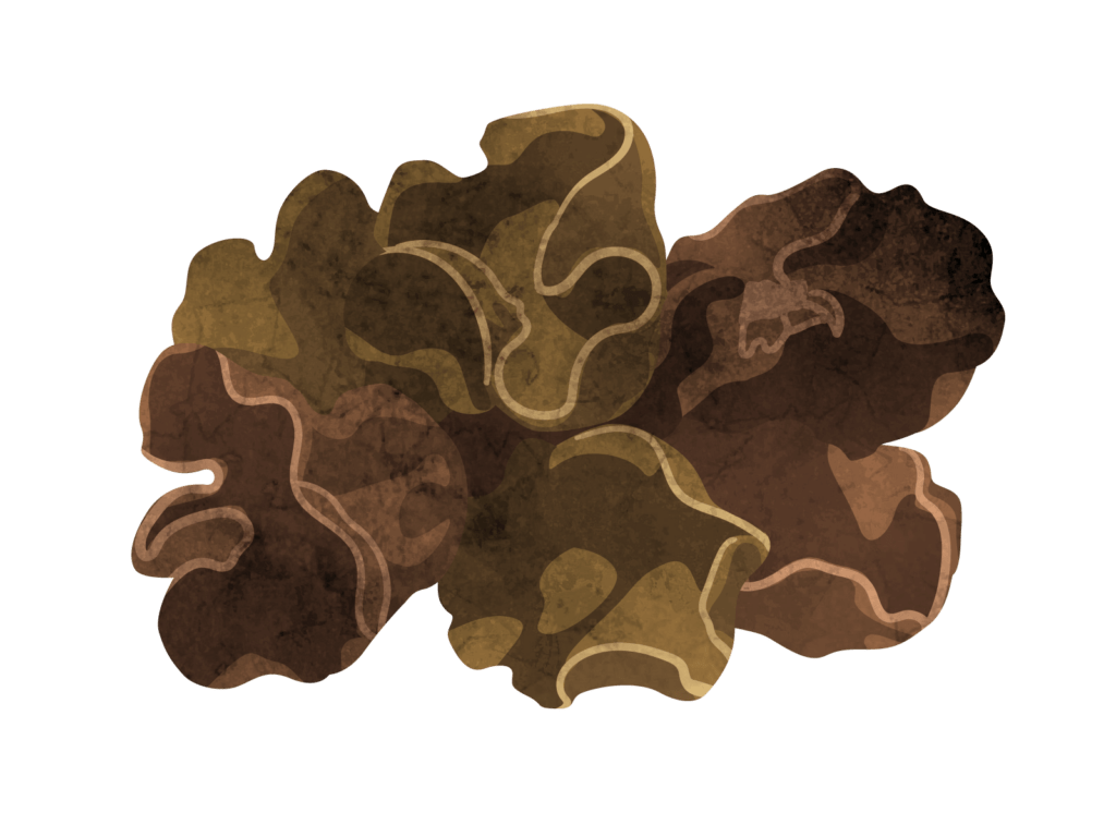 キクラゲ（木材に生えることが多い）