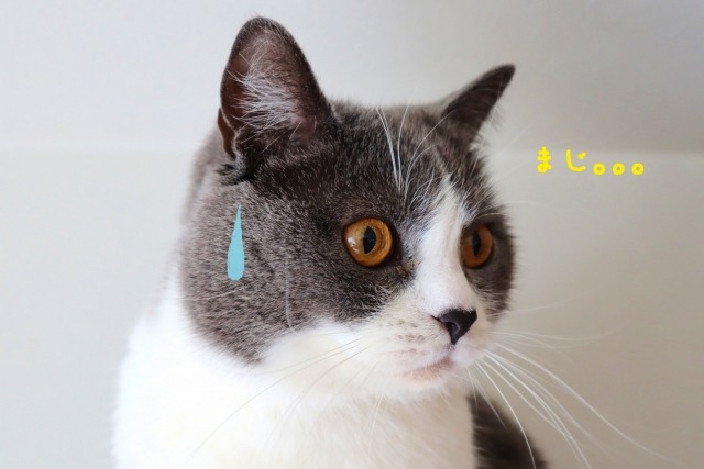 実際にあったトイレ詰まりの声「ペットのフンを流して後悔」