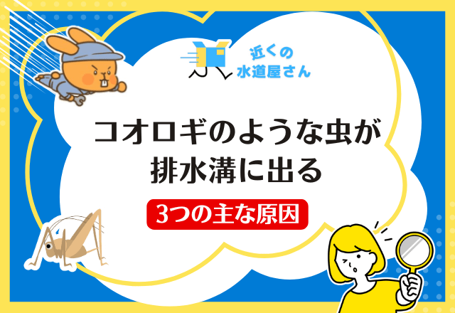 コオロギのような虫が排水溝に出る３つの主な原因